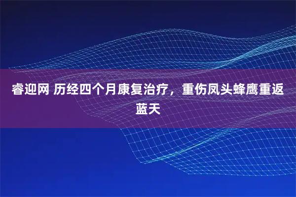 睿迎网 历经四个月康复治疗，重伤凤头蜂鹰重返蓝天