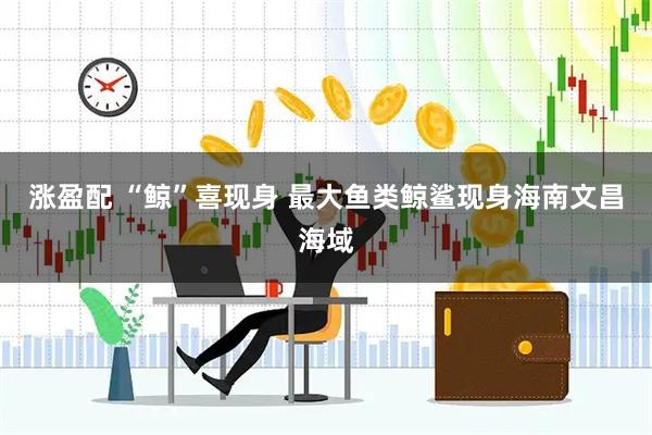 涨盈配 “鲸”喜现身&#32;最大鱼类鲸鲨现身海南文昌海域